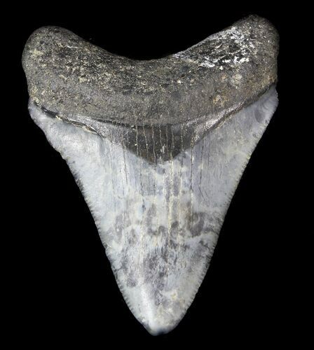 Juvenile Megalodon Tooth - Venice, Florida #36686